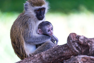 Monkey sitting outdoors