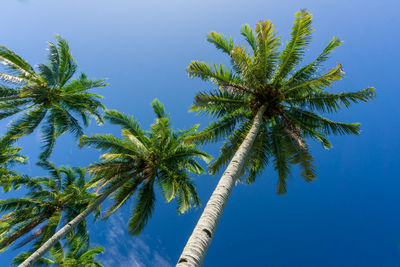 Low angle view of palm tree against sky