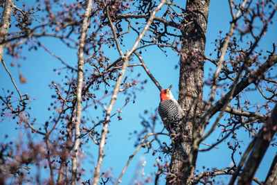 Low angle view of a bird perching on a tree