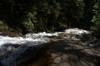 Scenic view of waterfall in forest