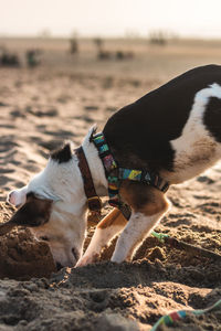 Dog lying on sand