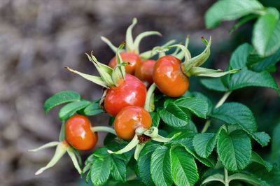 Close-up of cherries on plant