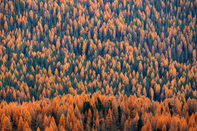 High angle view of pine trees in forest during autumn