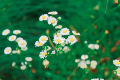 Close-up of white daisy flowers