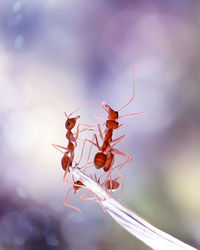 Close-up of ants on plant