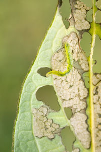 Close-up of insect on plant