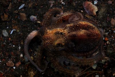 Directly above shot of dead octopus on shore at beach