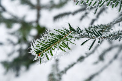 Close-up of pine tree
