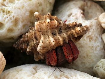 Close-up of insect on rock