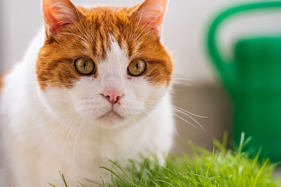 Close-up of cat