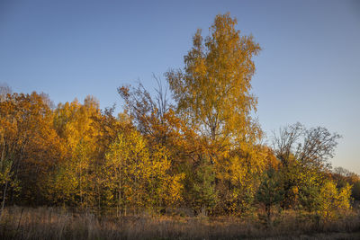 View of autumnal trees against clear sky