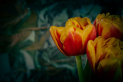 Close-up of yellow rose