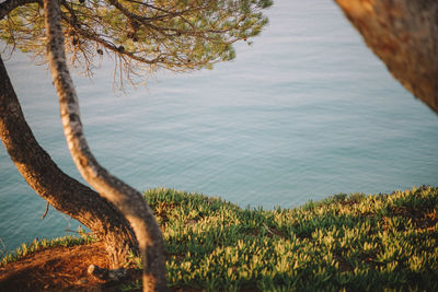 Scenic view of sea by trees