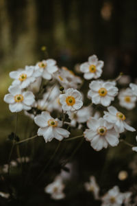 Close-up of white flowering plant