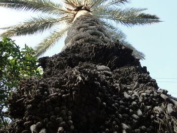 Low angle view of palm tree against sky