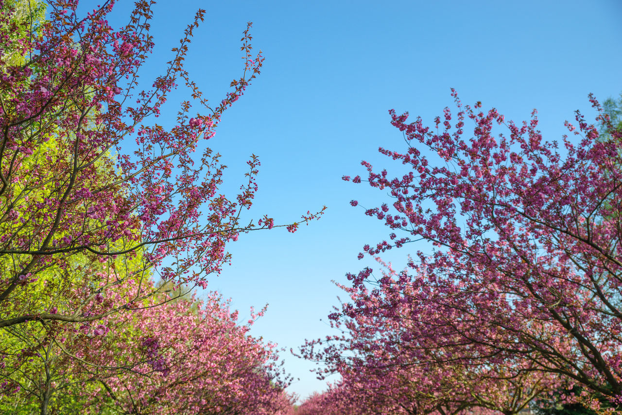 LOW ANGLE VIEW OF FLOWERING PLANT AGAINST CLEAR BLUE SKY