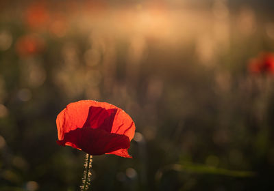 Close-up of red poppy flower