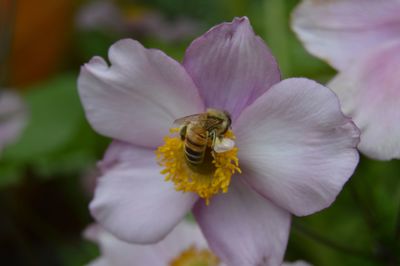 Close-up of insect on flower