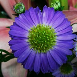Close-up of purple flower blooming outdoors