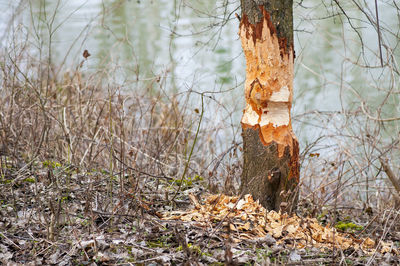 Close-up of tree trunk in forest