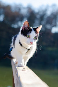 Cat on wood