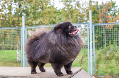 Portrait of a dog looking away