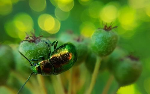 Close-up of insect on plant