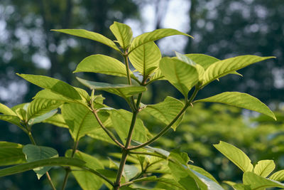 Close-up of fresh green leaves