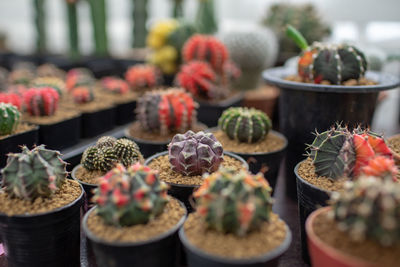 Close-up of succulent plants in market