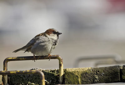 Close-up of bird perching on railing