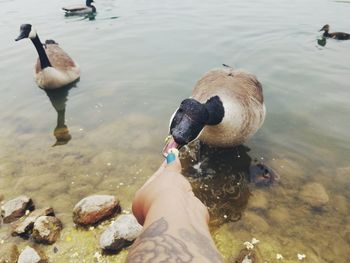 Human hand feeding duck