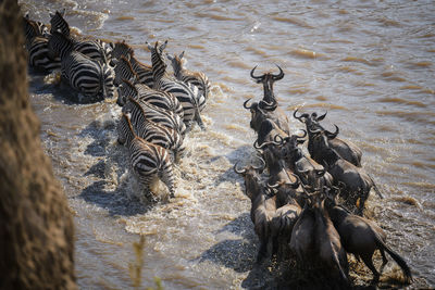 High angle view of horses in water