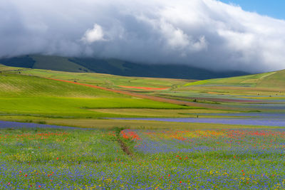 Castelluccio di norcia, flowering of lentils