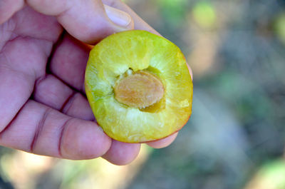 Close-up of hand holding fruit