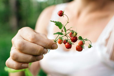 Strawberry branches in a female hand close up