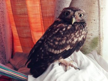 Close-up of a bird