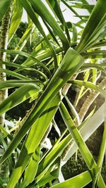 Plants growing on a tree