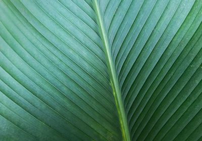 Full frame shot of palm leaves