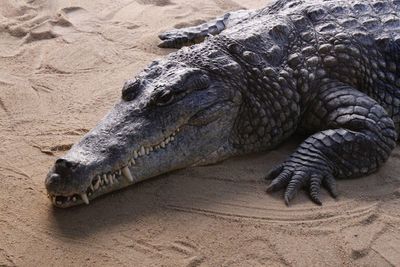 High angle view of crocodile on sand