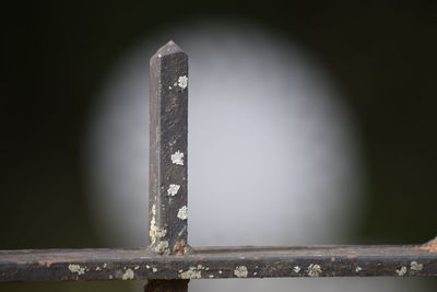 View of trees at night