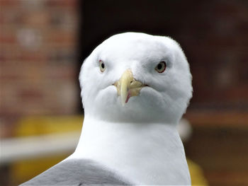 Close-up portrait of white bird