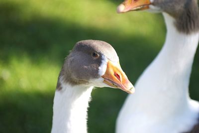 Close-up of duck