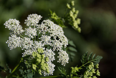 Close-up of plant growing outdoors
