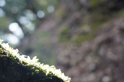 Close-up of moss growing on tree