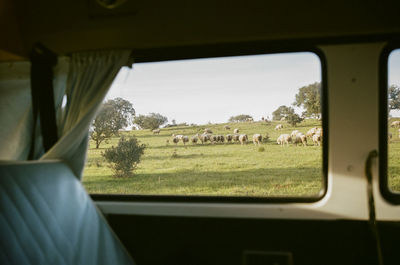 A field filled with sheep shot through the window of a car in portugal. shot on 35mm kodak film.