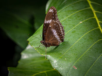 Close-up of butterfly on leaf