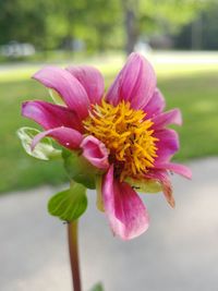 Close-up of pink flower blooming outdoors