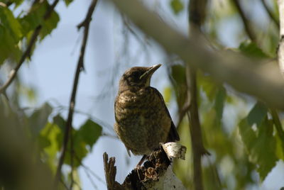 Low angle view of bird perching on branch