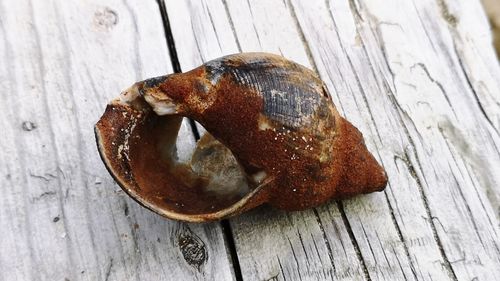 High angle view of shell on wood