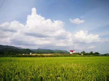 Scenic view of agricultural field against sky